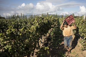 Bolivia-worker-carrying-a-buldle-of-grapes