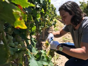 Rael-Petit-selecting-the-perfect-granada-fruit